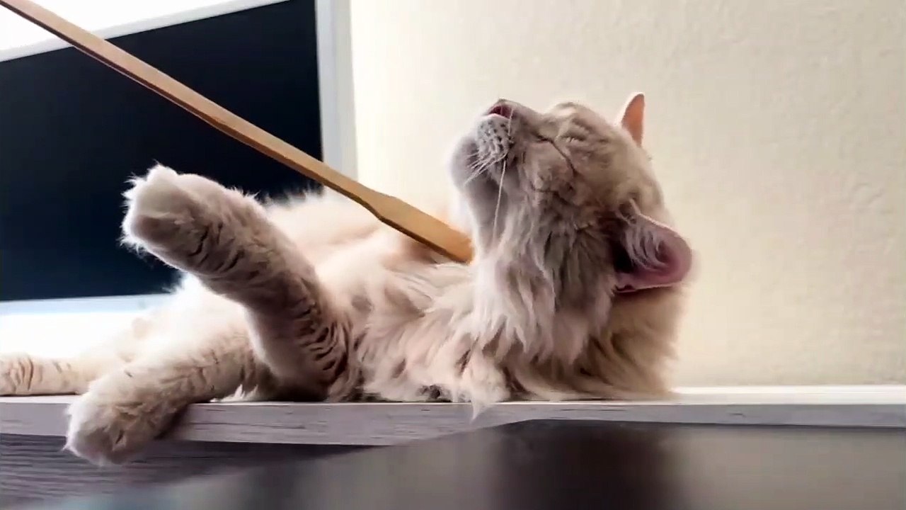 Funny cat video ever 2023 part 3