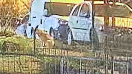 Üsküdar’da sokak köpeğine silahlı saldırı