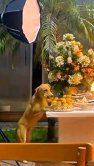 Perro en plena boda es captado robando los bocaditos de la mesa: "Cuando te dicen sírvete con confianza"