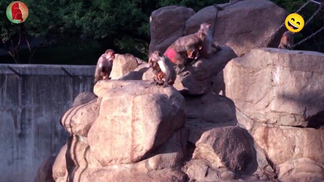 Monkeys in the Zoo playing