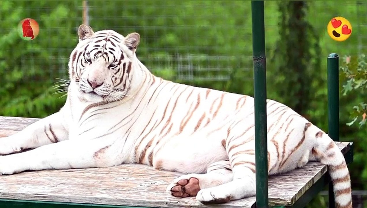 Adorable White Tiger