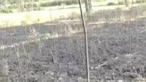 बिजनौर:हाईटेंशन लाइन से निकली चिंगारी से किसान की गेहूं की फसल जलकर हुई राख