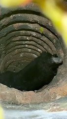 കിണറ്റില്‍ വീണ കരടിക്ക് ദാരുണാന്ത്യം