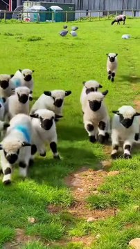 Animals Funny Moments |Funny Goats | Cute Pets | Funny Animals #animals #pets #goat #goats #goatfarm