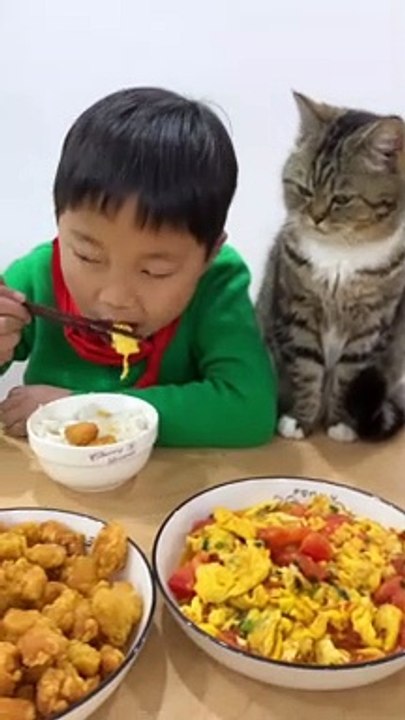 Cat Want To Eat Food | Animals Funny Moments | Cute Pets | Funny Animals #animals #pets #cats #cat
