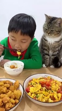 Cat Want To Eat Food | Animals Funny Moments | Cute Pets | Funny Animals #animals #pets #cats #cat