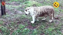 Male tiger wants some fun with female