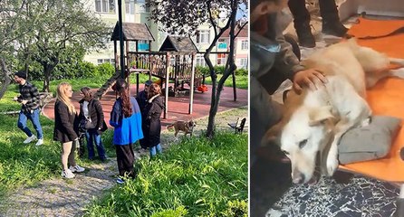 Üsküdar’da sokak köpeğine silahlı saldırı