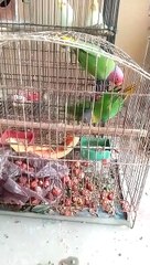 Plum head parakeet