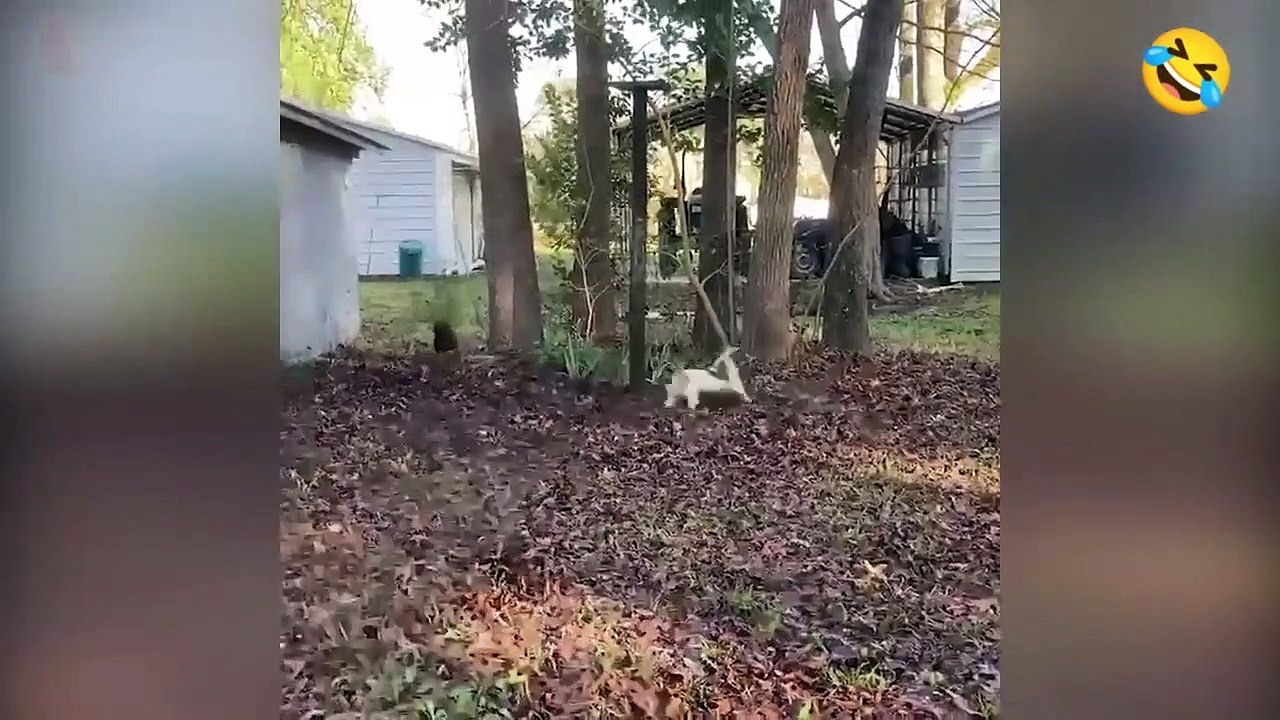 Funny Pets Part-16