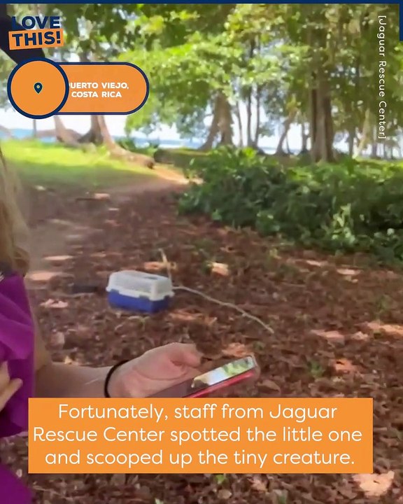 Heartwarming Reunion: Mother Sloth Rescued and Reunited with Baby