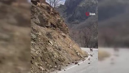 Karayoluna dökülen tuz, hem insan hem de yaban hayatını tehlikeye atıyor