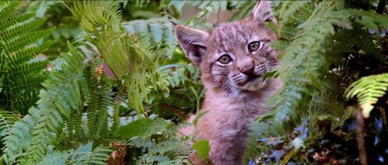 Lincessa. Los silencios del bosque - Tráiler oficial -