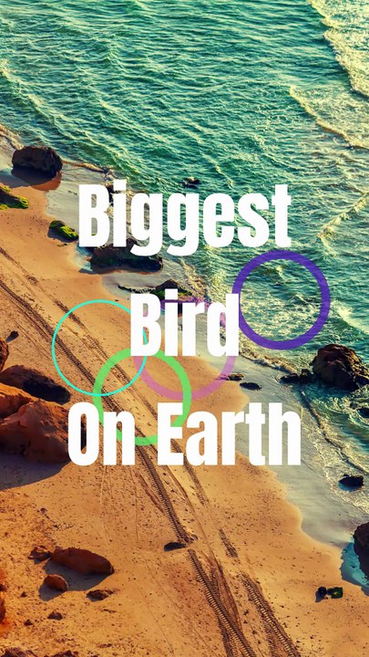 #biggestbirdonearth#short#video