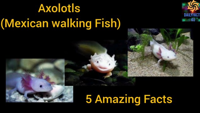 5 Amazing Facts about Axolotls ( A Mexican Walking Fish)