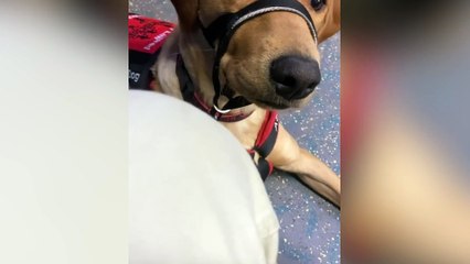 Puppy saved owner's life by snapping her out of deadly seizure - by licking her face
