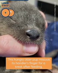 This Cute Otter Pup Will Make You Smile Today!