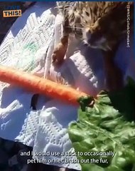 Heartwarming Bunny Rescue Will Make Your Day!