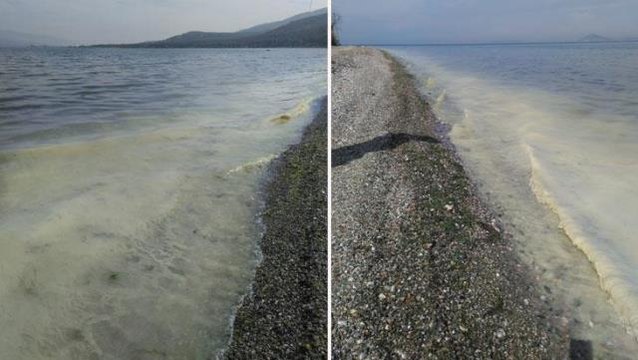 Müsilaj kabusu geri mi dönüyor? Tekirdağ, Mudanya, Gemlik Körfezi ve Erdek de risk altında