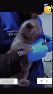 Cats get angry like humns, you will laugh a lot #shorts #reels #youtubeshorts #cat #funny #funnycats