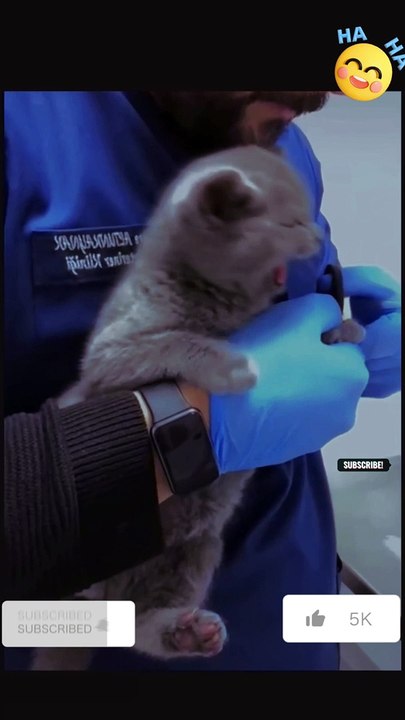 Cats get angry like humns, you will laugh a lot #shorts #reels #youtubeshorts #cat #funny #funnycats