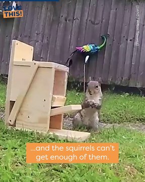 These Squirrel Feeders Will Make You Laugh Out Loud!