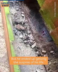 When Animals Attack: Hilarious Video Of A Deer Getting Stuck In A Fence!