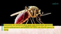 Les moustiques choisissent leurs “victimes” avec ces critères précis d’après la science