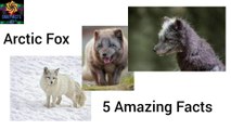 5 amazing Facts about Arctic Foxes