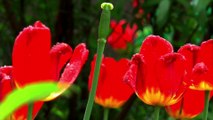 Spring Stock Video | Free Footage Spring | No Copyright Nature | Romance Post BD