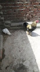 Aseel Java murga
