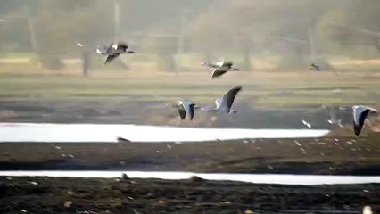 बिगड़ता पर्यावरण: पशु-पक्षियों पर मंडराता खतरा