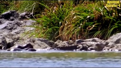 5 Times Crocodiles Were Killed By Their Own Prey In The Animal World   Animal Fights
