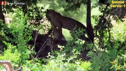 7 Crazy Moments When Big Cats Become Babysitters   Animal Attacks