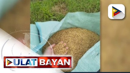 Korte Suprema, nag-isyu ng Writ of Kalikasan kaugnay sa pagtatanim at pamamahagi ng golden rice at Bt eggplant
