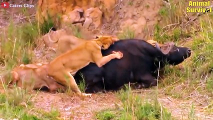 9 Times The Lion Was Injured While Hunting The Wrong Prey And What Happened Next   Animal Attack