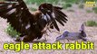 10 Scary Moments Eagles Hunt Their Prey Without Mercy