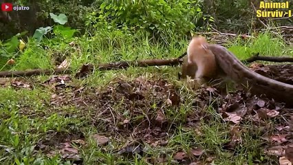 11 Painful Moments When Pythons Try To Swallow Porcupine And Other Animals Then What Happens After