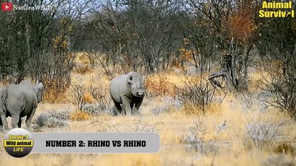 10 Wild Buffalo Battle Rhino - Uncompromising Fight Of Giants   Animal Fights