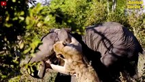 13 Amazing Moments When Elephants Clash With Crocodiles, Lions, Rhinos, Hippos And Buffaloes