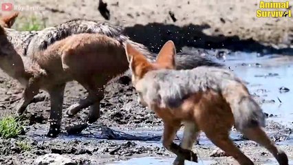 12 Terrifying Moments When Jackals Attack Animals And Who Wins   Animal Attacks