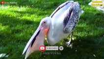 15 Times Hungry Bird Swallows Prey Within 3 Seconds ! Rare Moment   Wildlife Documentary
