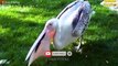 15 Times Hungry Bird Swallows Prey Within 3 Seconds ! Rare Moment   Wildlife Documentary