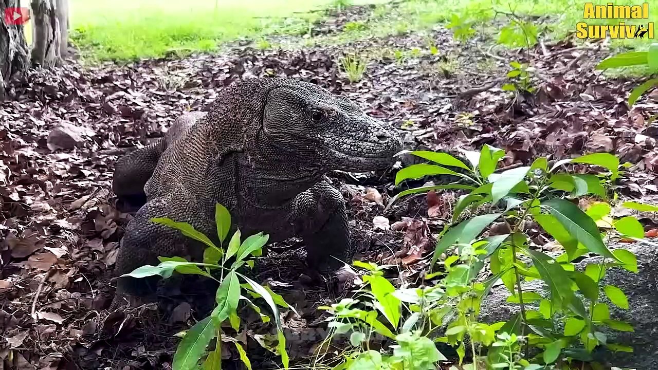 15 Times Ultimate Hunter Of Nature The Komodo Dragon R.uthlessly Hunted (2)