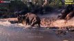 15 Times Wildebeest Trying To Fight Crocodiles, Lion, Cheetah, Leopard And Wild Dogs   Animal Fighs