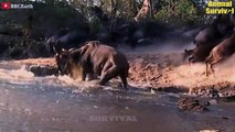 15 Times Wildebeest Trying To Fight Crocodiles, Lion, Cheetah, Leopard And Wild Dogs   Animal Fighs