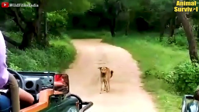 30 Heartbreaking Moments Stupid Dogs Messed With Wrong Leopards,Tigers..... @survivalwildanimallife