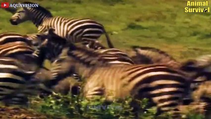 30 Deadly Kicks When Animals Try To Escape From Predators   Wildlife Documentary