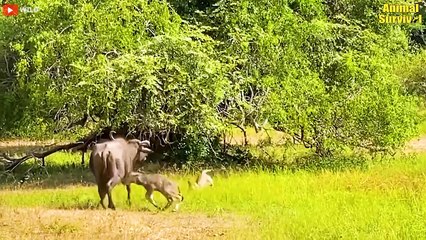30 Horrific Moments When Deadly Horns Crush Predators   Wildlife Documentary