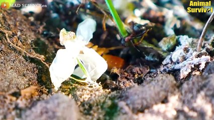 30 Brutal Moments of Ants Hunting Their Prey   Wildlife Documentary